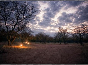 Mopane Bush Lodge | Weipe