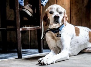 The Angel Inn Petworth | Petworth