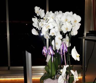 Guzelcamli Hotel | Çözel Sare Hotel