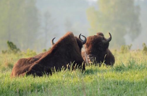 Bialowieza House | Świronek