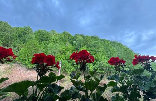Nyzhnje Selyshche Hotel | Байлово SPA