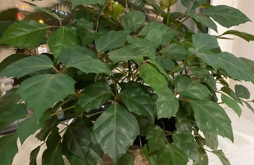 Nizhniy Novgorod City Centre Apartment | двухкомнатные апартаменты