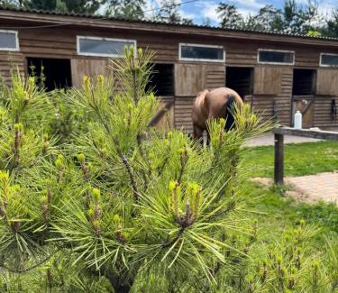 Lesniki Other | Кемпінг у кінному клубі