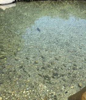 Qiryat Shemona Hotel | דירות נופש פורת יוסף