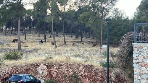 Rosh Pinna Apartment | הזהר הצפוני