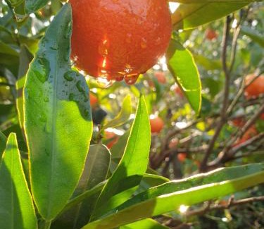 Yodfat Apartment | צימר מפנק בגליל