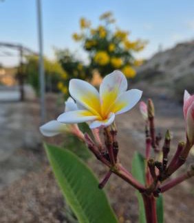Hatta House | منتجع مزرعة جوري حتا Jory Hatta Farm & Resort