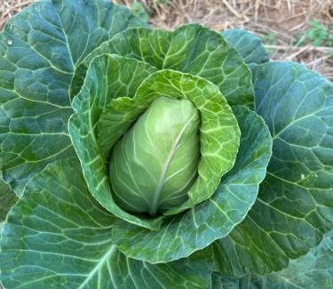 Wiang Chai Villa | ตาแอกะยายแดงโฮมสเตย์