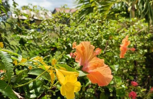 Kampot House | ផ្ទះសំណាក់កក្កដា Kakada Guesthouse
