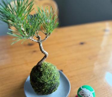 Kiho-cho Apartment | 苔ハウスMoss House