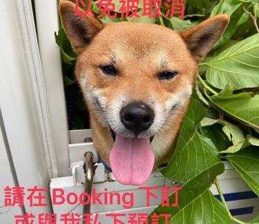 Shitan House | 進泉莊民宿 有卡拉ok可以烤肉可以帶寵物