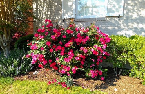 North Ridge House | 10 mins to Smithsonian, Walk to cafés, Quiet, Alexandria City: North-Ridge