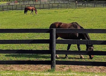 Lebanon Apartment | 102 Acre Pet Friendly Horse Farm! Bring your horse too!