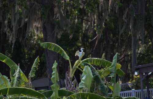 Crystal River House | 15 Minutes to the Gulf of Mexico! Beautiful home on Lake Rousseau