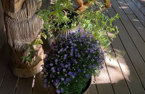 Sevierville Cabin | 16 Acre 💦Creekside 🐴 Cabin Farm