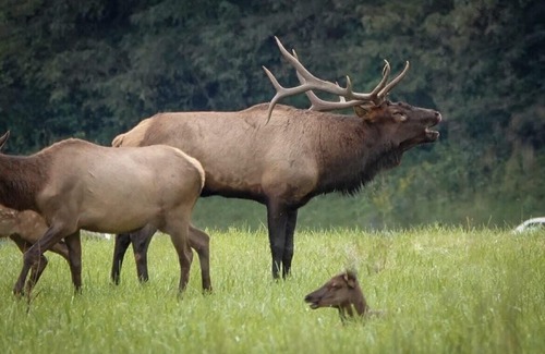 Sevierville Condo | 1BR Suite @ Smoky Mountains Resort