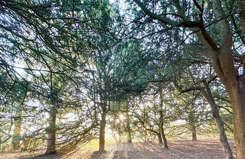 Edwinstowe Cabin | 2 bedroom accommodation in Sherwood Forest, Rufford