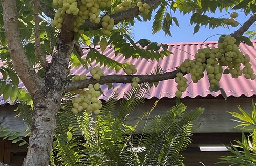 Barroui Cabin | 2 bedroom wooden cottage micro Climate living. open air living