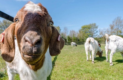 Bedfield House | 24 m² House ∙ 1 bedroom ∙ 4 guests