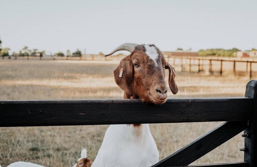 Bedfield House | 24 m² House ∙ 4 guests