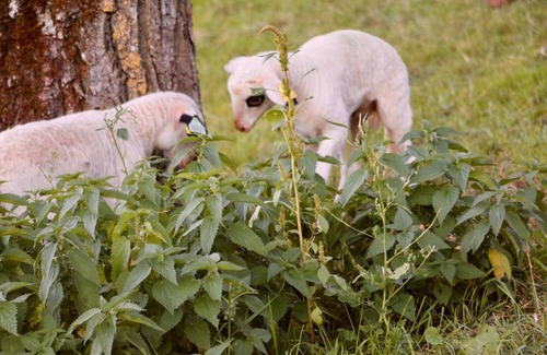 Le Bougayrou Hotel | 27 m² Hotel ∙ 1 bedroom ∙ 3 guests