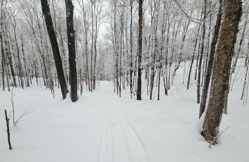 Bessemer Cabin | 28 Acres of Woods with EV Charging!