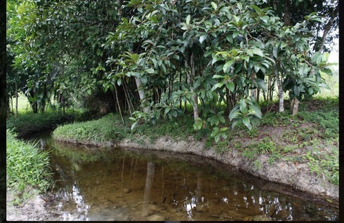 Billy White House | 2nd story. Secluded. deck. 90 acres. Bus at gate. Coconuts. Birds. Grill. Hike