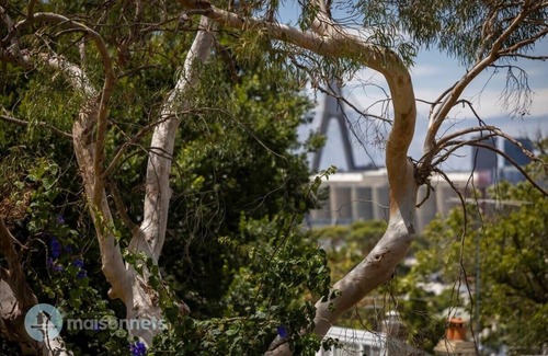 Balmain House | 3 Bedroom House With Large Courtyard & City Views
