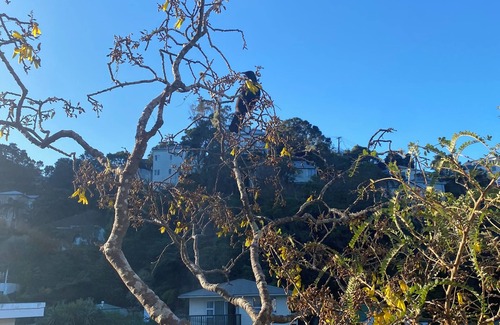 Wellington House | 3 Bedroom Passive Haus in the lush Aro Valley
