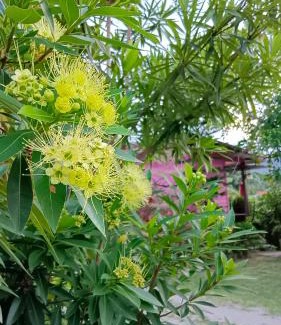 Lan Saka Resort | 4 seasons mini house