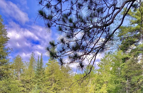 Grayling Cabin | 5 beds, screened porch, river frontage, central air