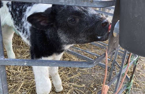 Vollerwiek Apartment | 50 m² Apartment ∙ 2 bedrooms ∙ 4 guests