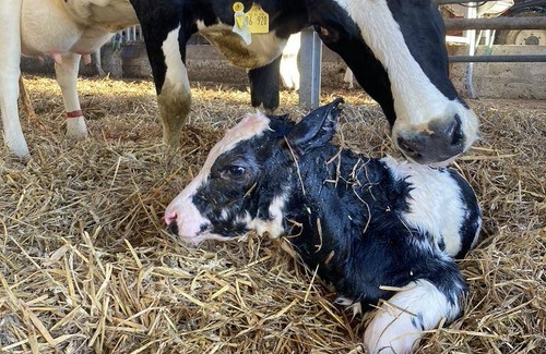 Vollerwiek Apartment | 50 m² Apartment ∙ 2 bedrooms ∙ 4 guests