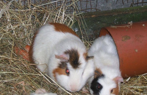 Grothusenkoog Apartment | 56 m² Apartment ∙ 2 bedrooms ∙ 2 guests