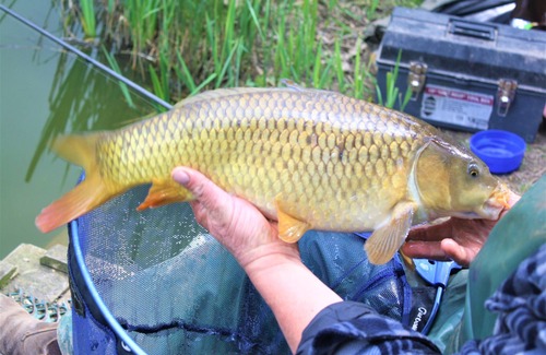 White Cross House | 6 bert caravan fishing/faily site newquay