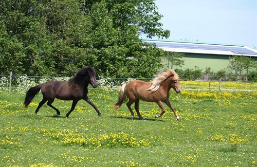 Grothusenkoog Apartment | 60 m² Apartment ∙ 1 bedroom ∙ 2 guests