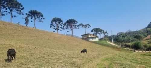 Cunha House | A Casa Verde de Cunha
