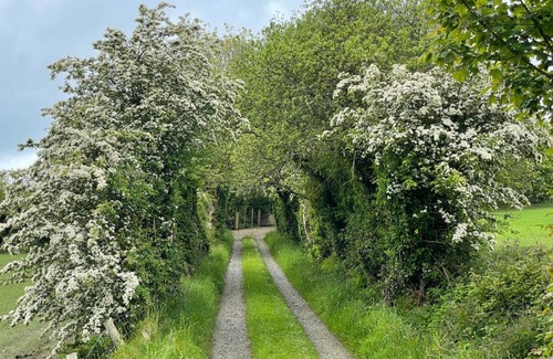 Inch Island Ski Chalet | A Frame Cabin with Forest Views on an Island