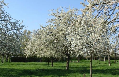 Brustem House | Aan het Singelhof - Bellefleur* met sunshower en tuin