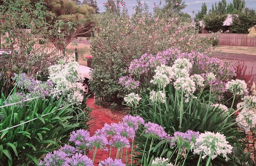 Daylesford Cottage | Abelia Cottage of Daylesford Botanical