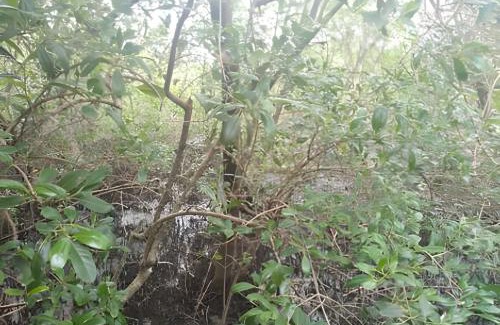 Quinta do Guarau House | Acolhedora Casa condominio 500m da praia