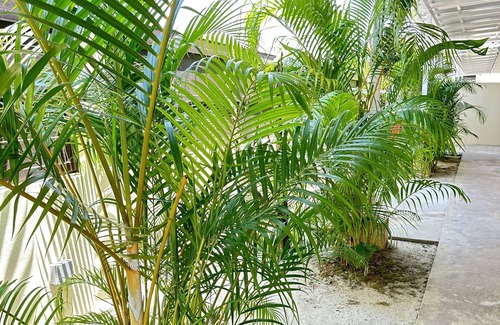 Lubok Buaya Villa | Adina Pool Villa Cenang Langkawi 3B4R