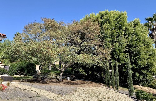 Rancho Santa Fe Cottage | Adorable 2 Bedroom Guest House, 12 minutes from beach, 7 minutes from shopping