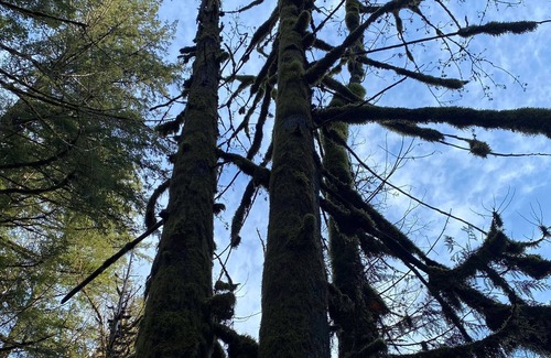Maple Falls House | Adventure Base Camp near Mt Baker & North Cascades - Fenced Dog-Friendly Yard