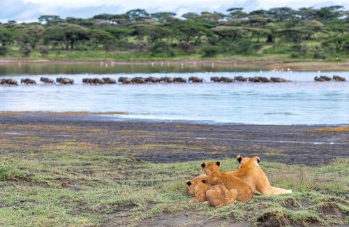 Sinoni Other | Africa Safari South Serengeti Ndutu Camping