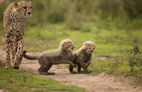 Sinoni Other | Africa Safari South Serengeti Ndutu Camping