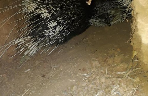 Hammanskraal Other | Africa Wilderness Bush Camps - Mpofu Bush Camp