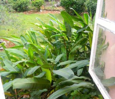 Mandeville Bed & Breakfast | Agapantha Cottage