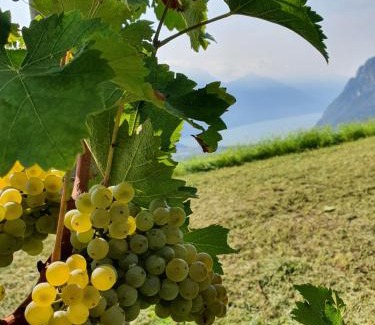 Ville del Monte House | Agritur Calvola