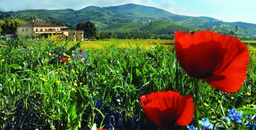 Ceraso House | Agriturismo La Petrosa